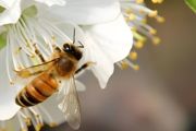 新手如何养蜜蜂新手如何养蜂