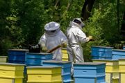 市区可以养蜜蜂吗