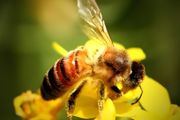 养蜜蜂需要什么