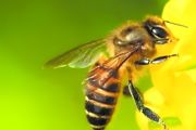 怎样开始养蜜蜂