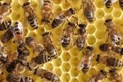 养蜜蜂怎么防棉虫