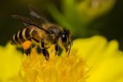 秋天收回来的蜜蜂怎么养殖