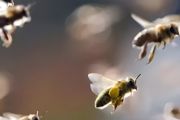 养的蜜蜂吃什么