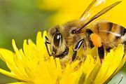 养蜜蜂有蚂蚁怎么办