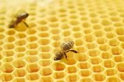 在农村养蜜蜂国家给补助吗