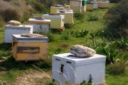 楼顶能养蜜蜂吗