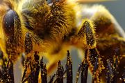 冬天蜜蜂怎么喂养