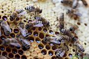 怎么养好蜜蜂 养好蜜蜂你需要了解这些