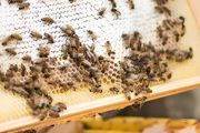 冬天怎么养蜜蜂