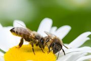 如何养殖蜜蜂方法