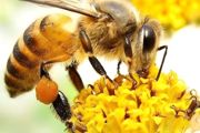 人工养殖蜜蜂吃什么