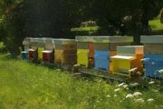 蜜蜂盲盒里面的蜜蜂怎么养