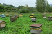 秋季蜜蜂养殖和管理