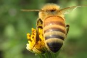 网上买的蜜蜂能养活吗