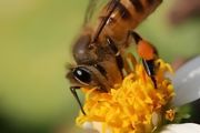圆桶土养蜜蜂如何分蜂