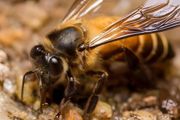 土养蜜蜂分蜂是怎么留住分出的蜂群