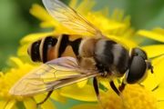 养蜜蜂的方法 介绍养蜜蜂技巧
