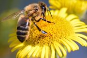 城市可以养蜜蜂吗