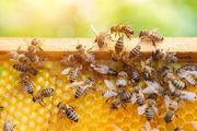 秋季意蜂怎样繁殖越冬蜂