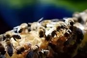 养蜜蜂怎么防大黄蜂