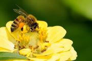 养蜜蜂蜂源从哪里来