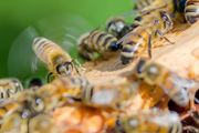 蜂子怎么养殖技术