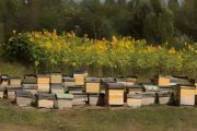 家庭养蜜蜂一两箱可以吗