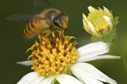 刚生出来的蜜蜂怎么喂养
