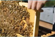 养蜜蜂如何防治胡蜂