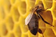 养蜜蜂的人为什么长寿