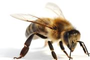 怎样才能养好蜜蜂