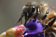 城市里可以养蜜蜂吗