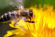 网上买的蜜蜂怎么养