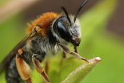 养蜜蜂吃什么，建议你了解这些