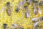 如何捕捉蜜蜂养殖