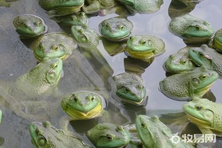 牛蛙如何养殖