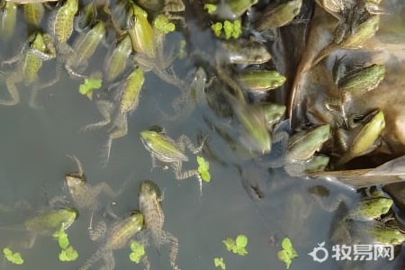 牛蛙怎么养殖比较环保