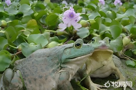 养殖的牛蛙有激素吗