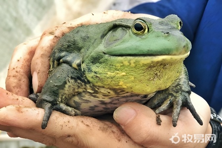 牛蛙养殖多少钱一斤