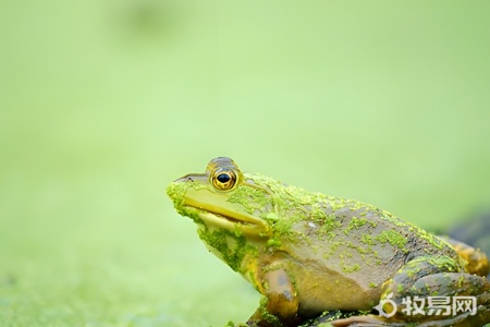 养牛蛙的水有毒吗