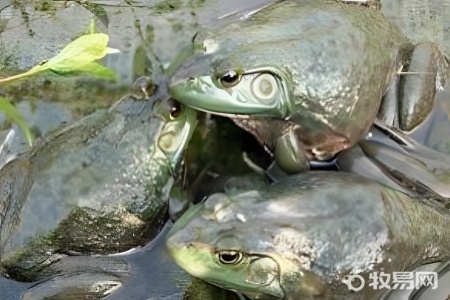 牛蛙养殖前景怎么样