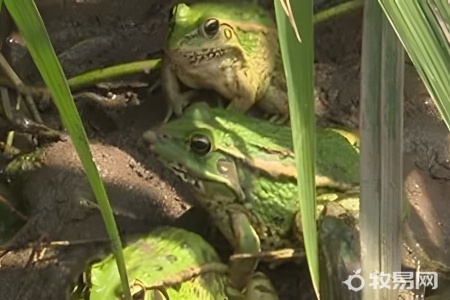 怎样饲养青蛙
