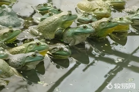 牛蛙是什么养殖的