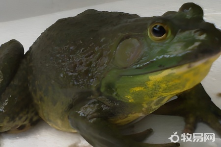 牛蛙家里怎么养