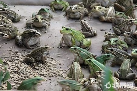人工养牛蛙有什么危害