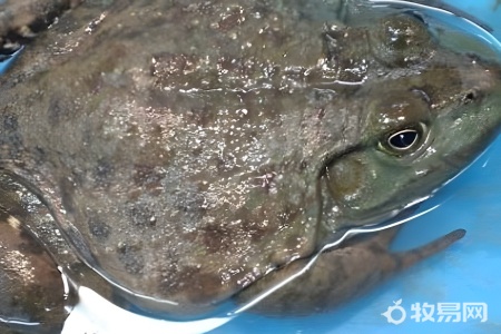人工养殖牛蛙可以吃吗