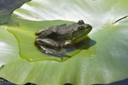 牛蛙如何饲养 牛蛙饲养方法和技巧