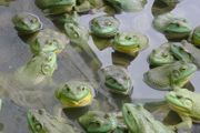 牛蛙如何养殖 介绍牛蛙养殖方法与技巧