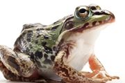 牛蛙苗怎么养 养牛蛙苗方法介绍