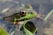 牛蛙怎么养 养牛蛙方法介绍
